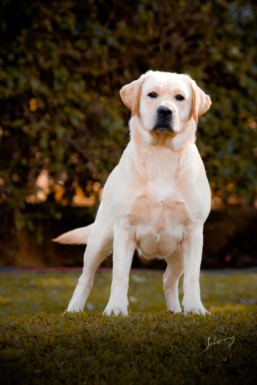 Matrizes Mônaco Labrador